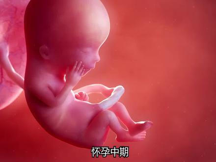 怀孕13-28周|孕中期胎宝宝每周变化,一看就懂!
姐妹们~熬过孕早期的难受后,终于迎来了最舒服、最幸福的孕中期!这段时间宝宝的变化超多,每周都像在升级,好多孕妈就是在这时候第一次真正“感受到宝宝的存在”。
.
📌13-16周:五官清晰、开始活动
13周后宝宝骨骼变硬、小脸轮廓变明显。
15-16周开始“在肚子里练武功”,偶尔的小滑动就是早期胎动啦。
孕妈胃口恢复,多吃蛋白质、钙质,能量跟上更有力气。
.
📌17-20周:胎动变明显,听力发育中
宝宝能听见外界声音了,轻轻说话他都能感觉到。
19-20周胎动变得清晰,“咕噜一下”“被戳一下”的感觉越来越常见。
孕妈可以开始做适度运动,缓解腰酸、促进睡眠质量。
.
📌21-24周:胖一点、强一点
宝宝体脂增加、皮肤更饱满,反射动作开始形成。
24周肺部快速发育,是非常关键的一周。
孕妈要注意补铁、预防贫血;胃口好但别吃太油腻。
.
📌25-28周:准备进入孕晚期啦
宝宝听力、味觉越来越敏锐,会对声音、光线有反应。
动作更有力,踢你一下都很真实。
孕妈要注意控制体重、水肿,保证睡眠,侧睡更舒服。
.
❤️给孕妈的一句温柔提醒
孕中期是整个孕期最温柔的一段时间:
身体没那么难受,宝宝每周都有惊喜。
你能感受到他的存在,他也在一点一点靠近你。
珍惜这段“舒服与幸福并存”的时光吧。
#怀孕13到28周 #孕中期变化 #胎宝宝发育 #孕妈必看 #怀孕那些事