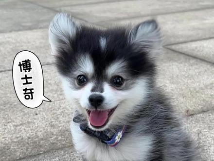 神奇物种串串狗#串串狗 #狗狗百科 #狗狗品种 #可爱小狗 #萌宠