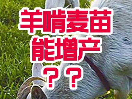 今天聊聊羊吃麦苗那些事!#来抖音学农枝 #乡村英才计划 #传播农业小知识 @农广新天地