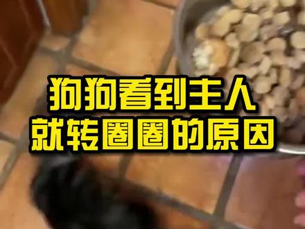 狗狗看到主人就转圈圈的原因#萌宠 #狗狗 #家有傻狗
