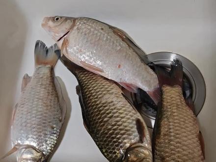 用美的小电压力锅,做五香糟鱼。味道好还省事儿。#在家做美食