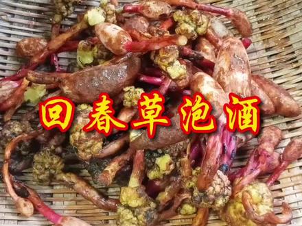 用回春草做泡酒,像我这样加上另一味本草,才正确! #养生酒 #泡酒好材料 #山货土特产