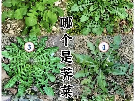 警告!挖野菜千万别认错!
这棵就是荠菜,妥妥的“药食同源”宝藏!
它能入药,具有清热、明目、去肝火的功效。
经常用眼感觉眼睛干涩、或者容易上火的朋友,春天多吃点荠菜特别好!
图里哪棵是正宗荠菜,你找对了吗?
#挖野菜 #荠菜 #春日养生 #春天的味道 #护眼食材