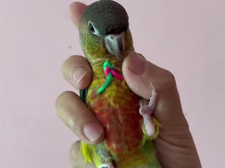 自制放飞绳很简单,小东西容易丢,可以抽空多编几个,就可以放心带小鸡出去玩啦#鹦鹉 #放飞绳#手工编织