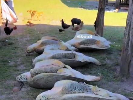 好心小哥救助十只百岁老海龟! #万物皆有灵 #神奇动物在抖音 #救助海洋动物 #动物救助 #海龟 @DOU+小助手 @抖音小助手 @DOU+上热门