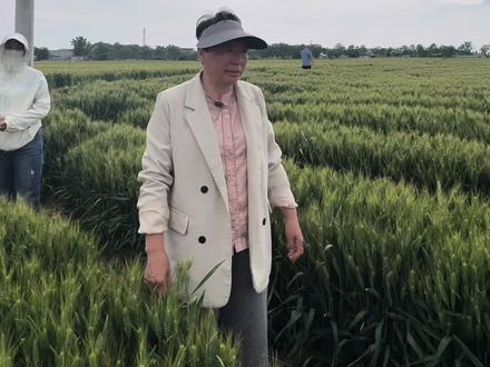 红薯种植大家最关心的几个问题,统一回复一下#红薯种植#红薯高产种植