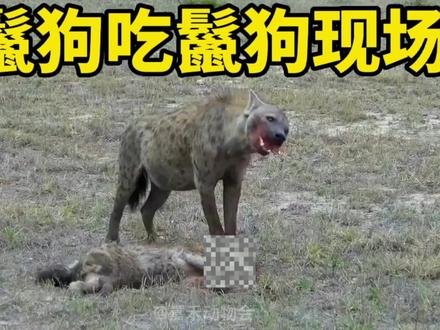 不忍直视!鬣狗饥不择食,居然吃掉自己的同伴,画面太残忍 #鬣狗 #野狗 #猛兽 #野生动物