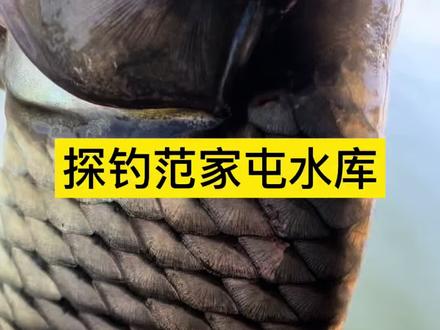 探钓铁岭范家屯水库,收货一条鲤鱼。下午回家炖鱼喝酒#钓鱼的乐趣只有钓鱼人懂 #抖音钓鱼人 #爱生活爱钓鱼 #户外垂钓 #户外钓鱼