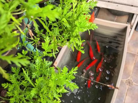 新手建议 遵守这个比例 就能用好鱼菜共生#鱼菜共生 #阳台种菜