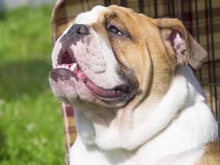 英斗犬为什么越养越瘦?怎么饲养比较好?#让中国宠物吃上安全口粮 #萌宠出道计划 #萌宠 #宠物养护 #英斗犬太瘦