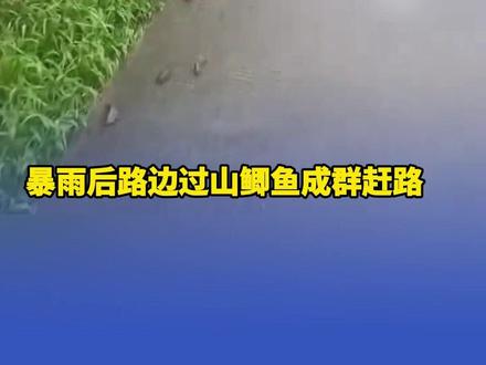 暴雨后路边过山鲫鱼成群赶路 #暴雨 #山鲫鱼