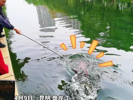 昆明盘龙江现疑似国家二级重点保护动物“娃娃鱼”,体长超一米,体重超10公斤,过路群众纷纷围观,昆明市民当即报警,森警现场展开救助。#娃娃鱼#昆明盘龙江#保护野生动物