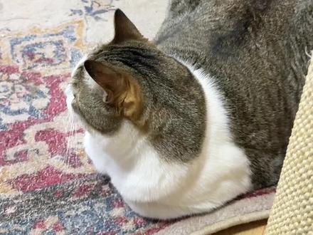 过年留守猫咪12个安全细节!一定要注意啊啊啊啊
#养猫新手 #养猫 #留守猫 #科学养猫 #养猫人