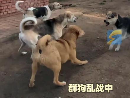 6月2日(报道时间)河北承德。中国土狗海外爆红被封“狗王” !主人揭秘:“长毛”不合群但守护弱者,几年内憋着劲终于20分钟战役成新王。网友:它不仅是独行的王,它还善!#狗王