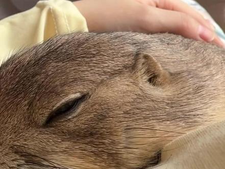 他真的情绪超级稳定,也好可爱,毛让我养的特别柔顺~谁懂啊 #土拨鼠 #萌宠 #萌宠日常记录 #萌宠出道计划 #动物的迷惑行为