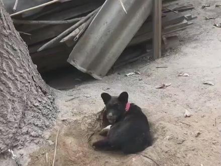 各国的土狗都是哪些? #萌宠出道计划 #神奇动物在抖音