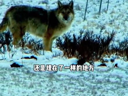 《重返狼群》纪录片上映近十年再次翻红,李微漪和狼王格林的真实故事看一次哭一次,人类终其一生追求的忠诚和爱,在狼身上体现得淋漓尽致,那条被狼保存了七年又还给人类妈妈的红腰带,是最大的泪点。#真实的动物纪录片#狼王格林