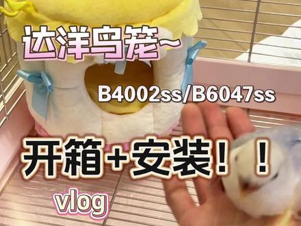 给小鸡买的俩#达洋鸟笼 ~大小别墅妈都给你安排上!开箱!#达洋鸟笼 #达洋鸟笼b6047 #达洋鸟笼b4002ss #鸟笼开箱