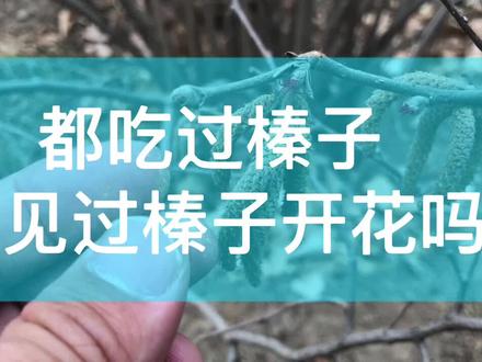 吃过榛子的你,见过榛子🌰花吗?