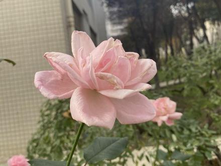 一根竹签 + 一包彩泥
就能捏出永不凋谢的玫瑰
手残党也能轻松拿捏✅
快 @你的饭搭子一起做#快来试试吧一学就会 #彩泥