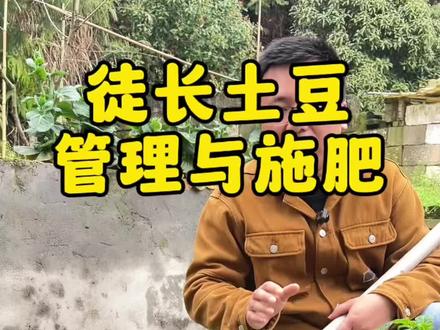 2月中旬种下去的土豆,出苗后就遇到连续的阴雨天,导致土豆苗有些徒长,接下来1周还将是连续阴雨天,说说土豆该如何管理与追肥。#家庭种植 #土豆种植 #土豆苗徒长 #土豆种植技术与管理