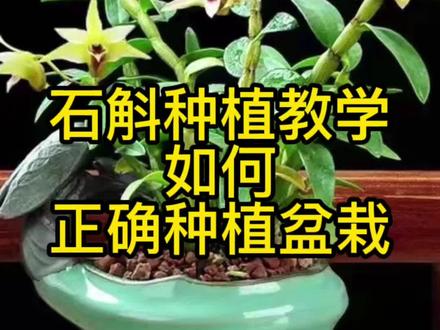 石斛种植教学之如何正确种植铁皮石斛盆栽#铁皮石斛 #石斛种植 #石斛兰怎么养