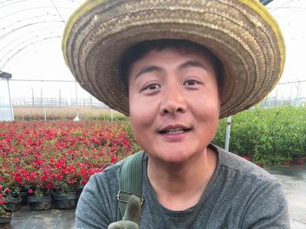 海棠花开完后怎么修剪、怎么施肥、养护详细流程#海棠花#海棠养护知识