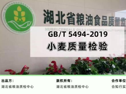 杂质、不完善粒怎么辨别,四分法、分样器法怎么操作?湖北省粮油质检中心一线老师细节演示,教你巧手分麦,慧眼识麦#实验室日常 #粮食安全 #科研