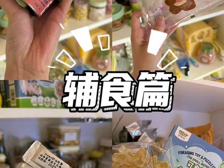 #金丝熊日常 #金丝熊零食 金丝熊辅食推荐