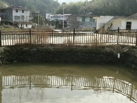 能长到200斤的青鱼,放鱼塘自然生长4年,把水放干看有多大