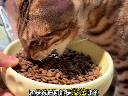 麦富迪的舒然鱼油猫粮升级啦!赶上大促价格还便宜了 #麦富迪舒然 #舒然鱼油猫粮 #麦富迪猫粮 #美毛猫粮 #性价比猫粮