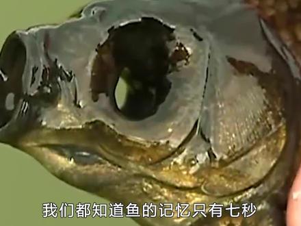 鱼的生命力有多顽强?没有眼睛的鱼也能安然存活!