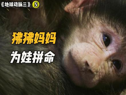 小狒狒奄奄一息,狒狒妈妈救孩子大战首领,它能成功吗 #弱肉强食的动物世界 #野生动物 #动物世界