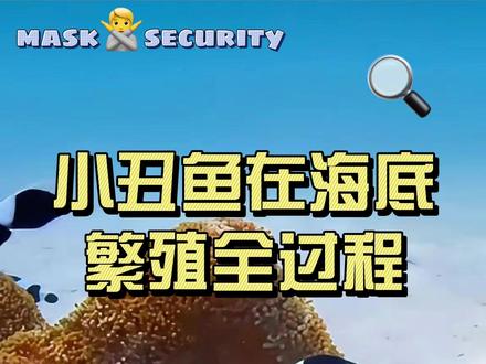 小丑鱼在海底繁殖全过程 小丑鱼即将产卵,它们先调整椰子壳位置,腾出空间,再把椰子壳塞在海葵下。当产卵正式开始,成百上千颗鱼卵整齐地铺满椰子壳表面,像一片微小的生命海洋。产卵后,小丑鱼父母变得格外忙碌,不断用鳍轻轻扇动水流,清理鱼卵上的杂质,10天后,已经能清晰看到鱼宝宝的眼睛。这对小丑鱼也即将迎来产卵的时刻。此刻,夫妻俩正忙着清理岩石表面,为即将到来的小生命腾出最干净的空间。很快,一排排微小的鱼卵就像排列整齐的小珍珠,紧紧粘附在岩石上。接下来的几天,这对父母将投入全部心力,守护和照料这些珍贵的生命,直到小鱼破卵而出。#小丑鱼繁殖 #小丑鱼 #海缸 #海友 #海底世界真奇妙