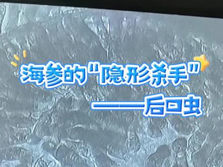 后口虫是近年来影响海参产量的最重要因素之一#海参养殖@润洋水产