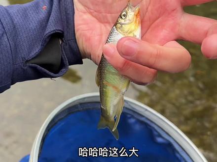 为什么涨水过后,溪哥都会大一圈,可有钓鱼知道其中缘由。#溪流钓 #野钓 #原生鱼