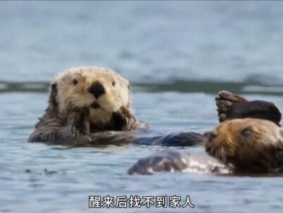 公海獭为了填饱肚子,不惜绑架小海獭敲诈勒索! #海獭 #奇妙的动物 #动物成精 #海洋生物 #动物科普