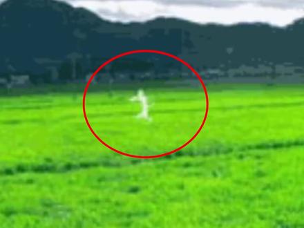 日本都市传说:扭来扭去!乡下田间看到“白色不明物体”千万别看 #奇闻奇事 #都市传说 #日本 #民间故事 #未知生物