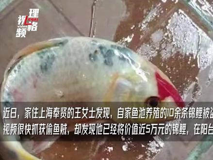 男子鱼池偷鱼晒成鱼干,谁料是锦鲤价格不菲!律师:后悔不能免罚 #5万元锦鲤被偷晒成小鱼干