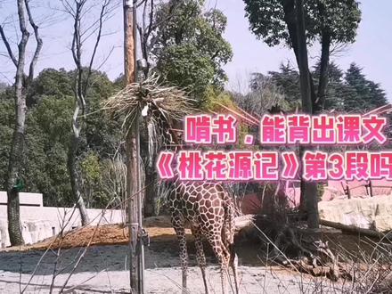 桃花源记 陶渊明 听歌轻松背诵 初中语文课文 中考 #桃花源记 #陶渊明 #世外桃源 #初中语文 #古文学习