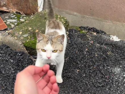 猫:有人喊我一起玩耶 #猫咪 #猫语 #猫猫教