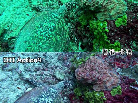 Gopro Hero12 vs Action4 第二集,两款运动相机都有各自的优缺点,跟着自己的喜欢和需求购买。
4K - 60fps - 16:9
两个运动相机不含任何滤镜调色。
#gopro12 #action4 #Djiaction4 #仙本那 #爱潜水的小洁