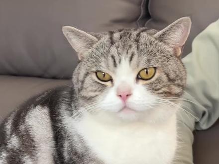 今天这位技师,竟然忘记收费了。#猫咪