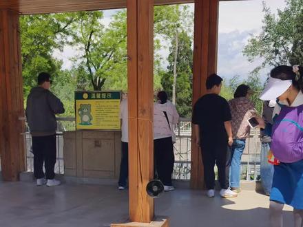 上了岸了#天津动物园熊山 天津动物园大爷喊话