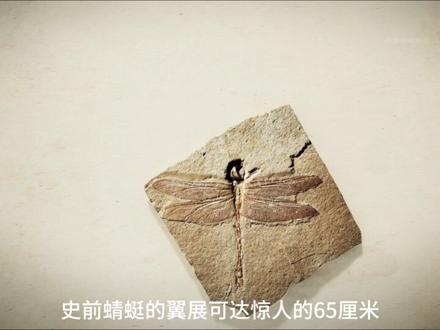 这个视频将会颠覆你对蜻蜓的认知。早在三亿年前,蜻蜓就已经是最高效的捕食者之一。他们将速度、敏捷性以及精准度完美结合,几乎没有生物能与之匹敌。#动物科普 #昆虫科普 #动物纪录片解说 #蜻蜓 #动物世界