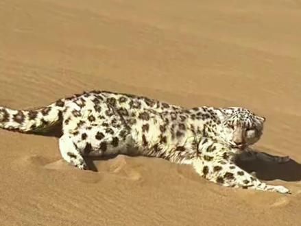 新疆一沙漠惊现雪豹,它为何出现在离栖息地至少260公里的沙漠 罕见!新疆一沙漠惊现雪豹,雪山之王为何会出现在离栖息地至少260公里的沙漠里?#动物趣闻 #动物科普 #动物的迷惑行为 #沙尘豹 #守护镜头里的动物 @李老普解说