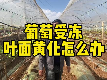 葡萄受冻叶面黄化怎么办 #葡萄种植 #农业种植技术