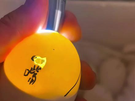 #孵蛋养成计划 #创作者中心 #创作灵感
孵化后期出壳前一两天 及时的开孔人工干预,可以大大的提高成活率 出壳率自然就高了。