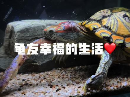 我的龟友生活#巴西龟 #变异巴西龟 #蜡笔巴西