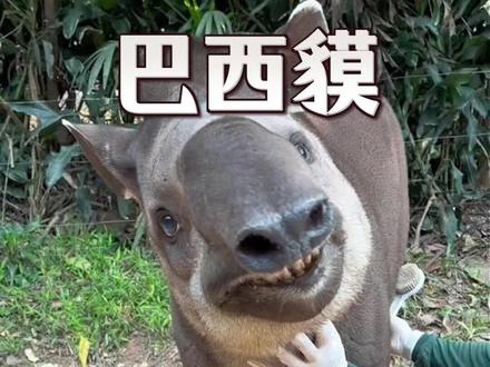 整天爱傻乐的巴西貘#神奇动物在抖音 #动物科普 #动物迷惑行为 #巴西貘